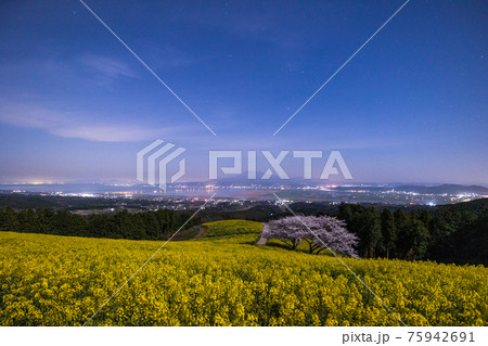 《長崎県 白木峰高原》月光下の満開の桜と菜の花 75942691