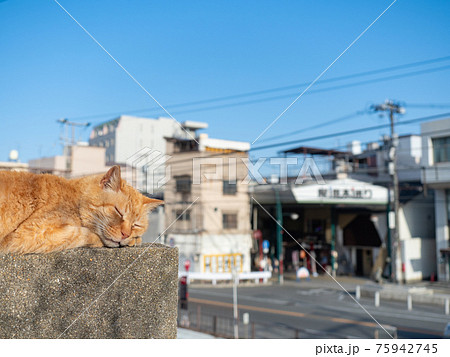 【広島県】尾道の風景 塀の上で昼寝する茶トラ猫 75942745