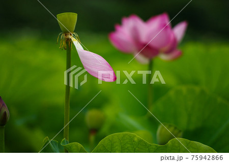 散りゆく蓮の花びら 75942866