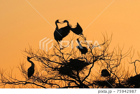 神埼町水鳥の楽園 神埼町水鳥の楽園 75942987