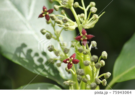 青木の花 75943064