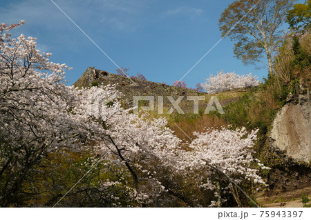 難攻不落の名城 岡城址に咲く満開の桜の写真素材