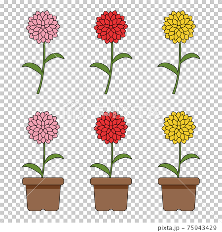 Dahlia illustration set 75943429