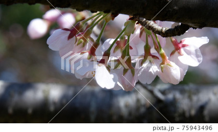 桜 75943496