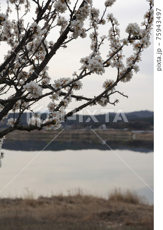 花 桜 川 75943497