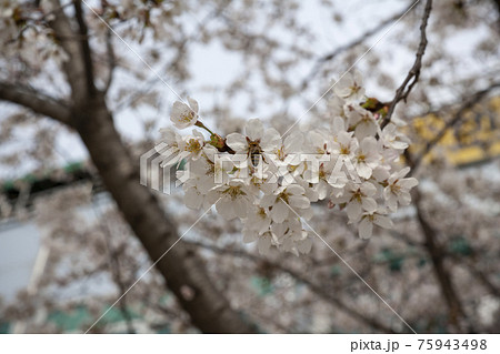 春 桜 花 75943498
