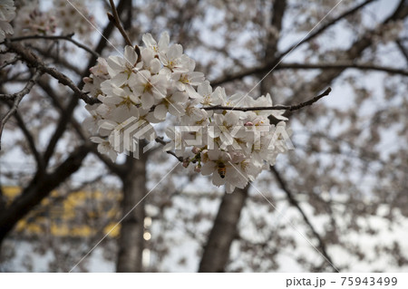 春 桜 花 75943499