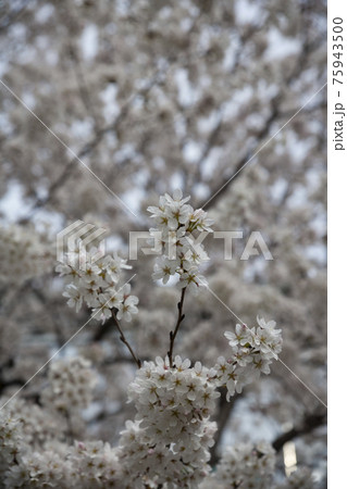 春 桜 花 75943500