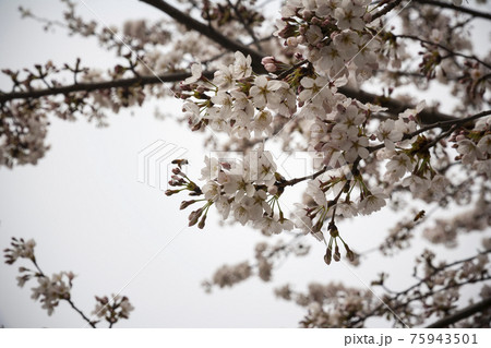 春 桜 花 75943501