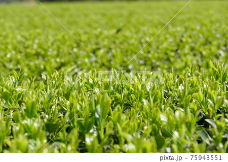新緑のお茶畑 新茶 新緑のお茶畑 新茶 75943551