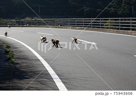 野生サルの移動 75943606