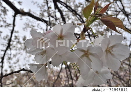 砧公園の桜満開、花見頃。 砧公園の桜満開、花見頃。 75943615