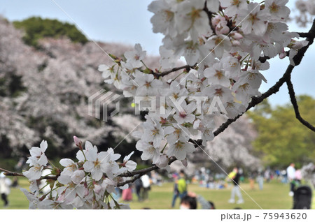 砧公園の桜満開、花見頃。 75943620