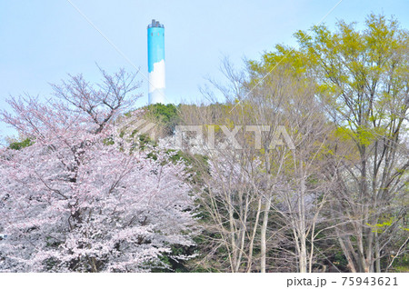 砧公園の桜満開、花見頃。 砧公園の桜満開、花見頃。 75943621