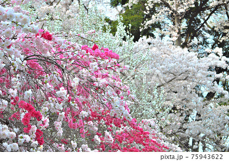 砧公園の桜満開、花見頃。 75943622