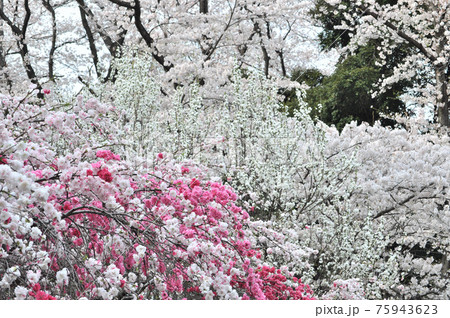 砧公園の桜満開、花見頃。 75943623