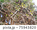 アケビの新芽 75943820