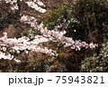 山野に生える野生の桜 75943821
