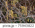 キブシの花 75943822