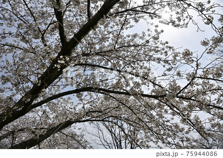 桜 桜 75944086