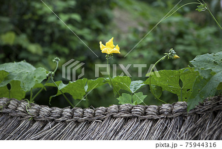 緑 花 緑色 75944316