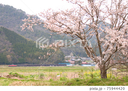 桜満開・春爛漫の山口線のレトロ客車・DLやまぐち号 75944420