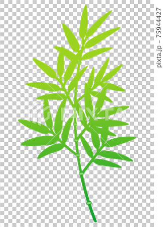 Green bamboo branch 75944427
