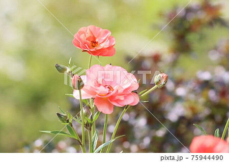 《横浜里山ガーデン》春のラナンキュラス ラックス 75944490