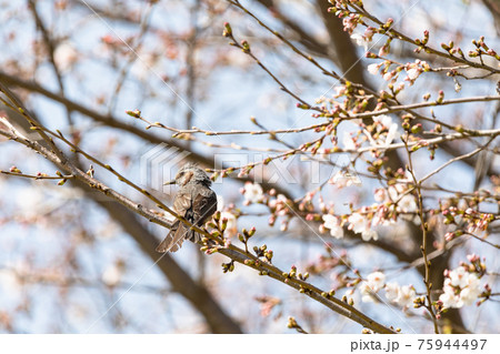 桜の花と小鳥 75944497