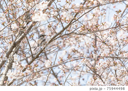 桜の花と小鳥 75944498
