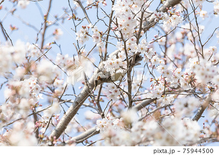 桜の花と小鳥 75944500