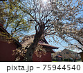 桜 75944540
