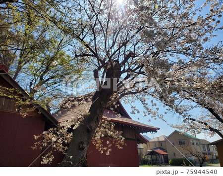 桜 桜 75944540