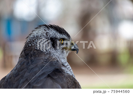 ハンターであるオオタカの鋭い視線 75944560