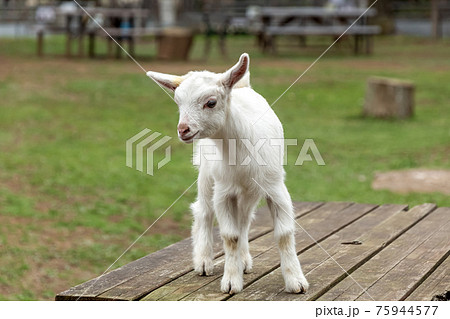 かわいい仔山羊の写真素材