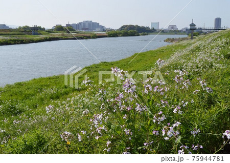 筑後川の四季・GOTOトラベル 九州福岡県 観光スポット 筑後川の四季・GOTOトラベル 九州福岡県 観光スポット 75944781
