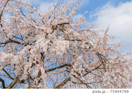 しだれ桜 満開のしだれ桜 枝垂れ桜 爽やか 神社 しだれ桜 満開のしだれ桜 枝垂れ桜 爽やか 神社 75944799