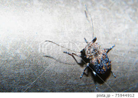 エゴヒゲナガゾウムシ(オス) エゴヒゲナガゾウムシ(オス) 75944912