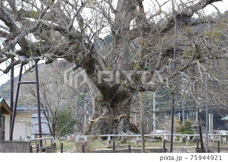 冬　野間大ケヤキ　能勢町　大阪府 75944921