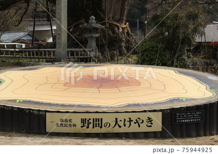 冬の野間の大ケヤキ　能勢町　大阪府 75944925