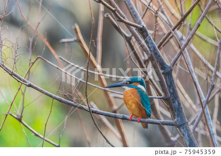 カワセミ 高画質クローズアップ素材 75945359