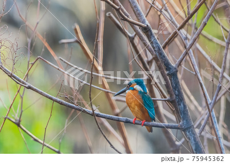 カワセミ 高画質クローズアップ素材 75945362