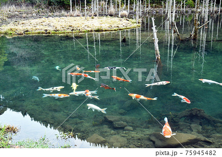 一の俣桜公園の蒼霧鯉池 75945482