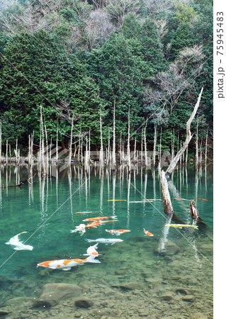 一の俣桜公園の蒼霧鯉池 一の俣桜公園の蒼霧鯉池 75945483