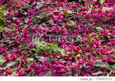 青空をバックに満開に咲く寒緋桜の花の蜜をヤマガラが吸う 75945571
