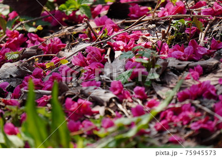 青空をバックに満開に咲く寒緋桜の花の蜜をヤマガラが吸う 75945573