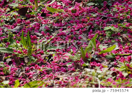 青空をバックに満開に咲く寒緋桜の花の蜜をヤマガラが吸う 青空をバックに満開に咲く寒緋桜の花の蜜をヤマガラが吸う 75945574