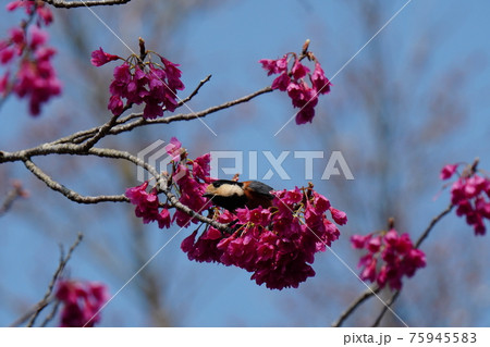 青空をバックに満開に咲く寒緋桜の花の蜜をヤマガラが吸う 75945583
