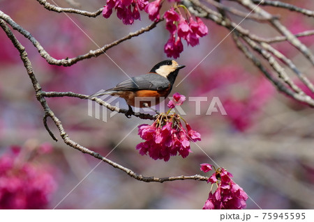 青空をバックに満開に咲く寒緋桜の花の蜜をヤマガラが吸う 75945595