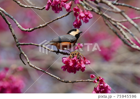 青空をバックに満開に咲く寒緋桜の花の蜜をヤマガラが吸う 75945596